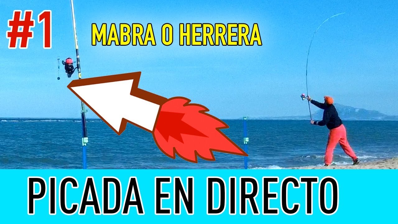 ☑️ #Picada DORADA en directo #surfcasting con detector.
