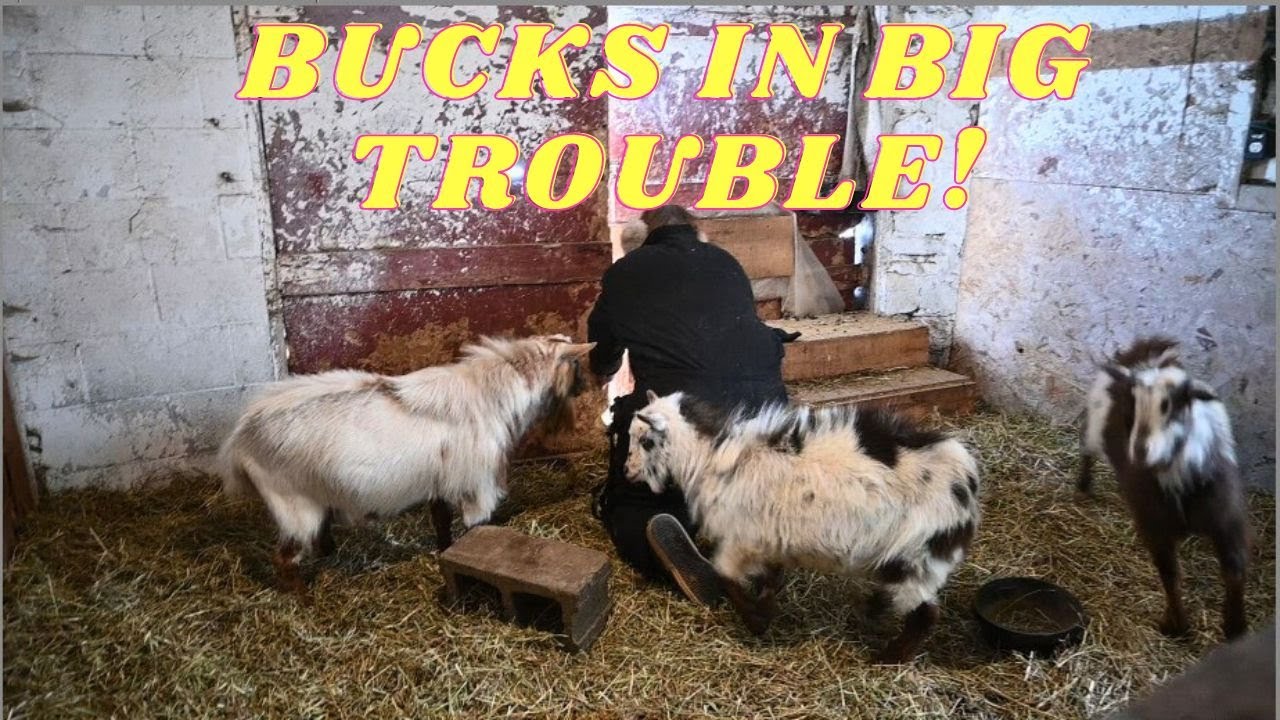 We Had To RESCUE Our Nigerian DWARF BUCKS!