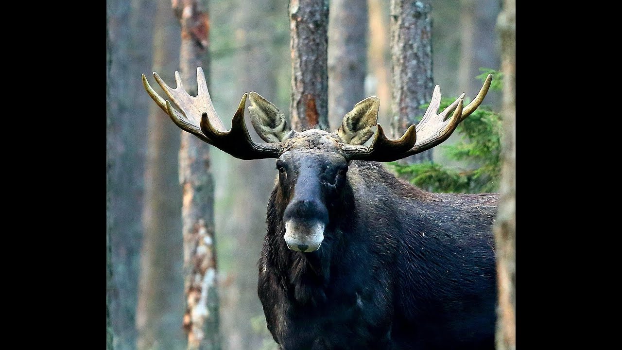Zrzuty Łosia 2020/Piękny Łoś byk Łopatacz i ciekawa sytuacja która mnie dziś spotkała.