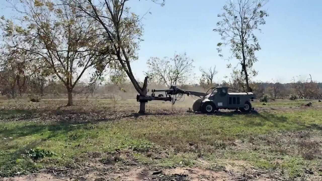 Производители пекана в Джорджии изо всех сил пытаются восстановиться.