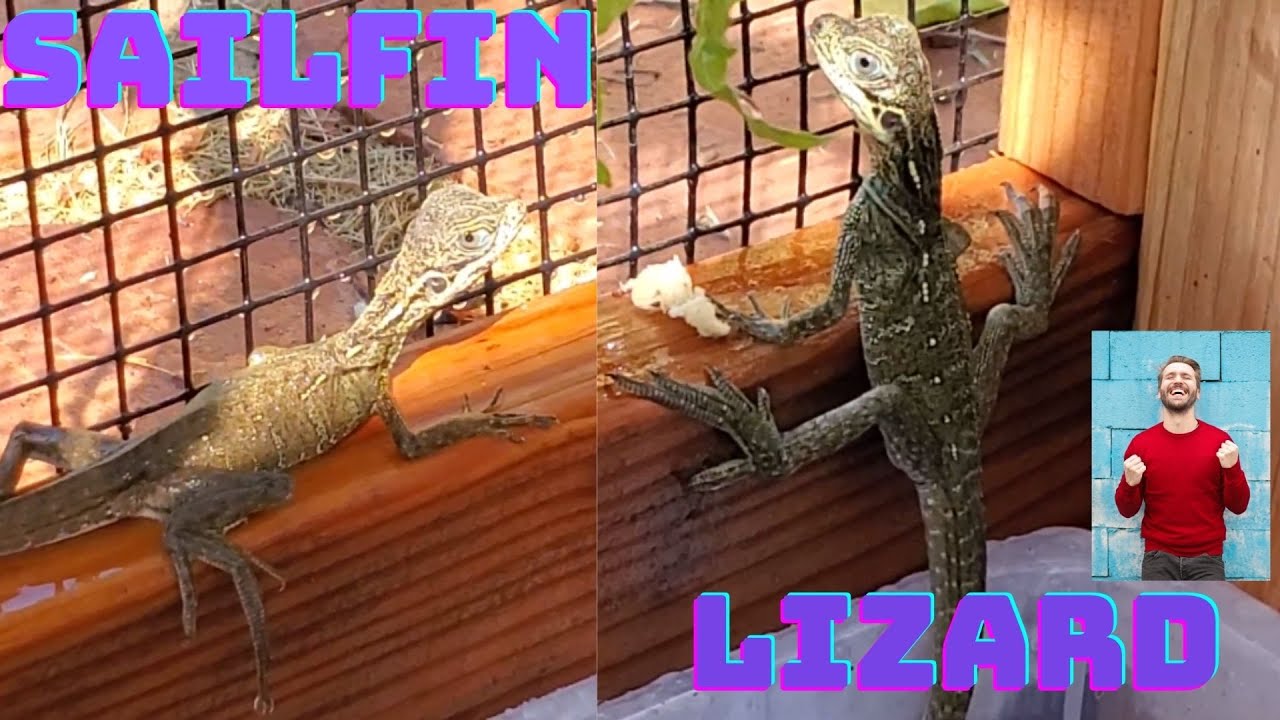 SAILFIN LIZARD ENCLOSURE: Unboxing, Displaying, & Understanding Sailfin Dragon Lizards!