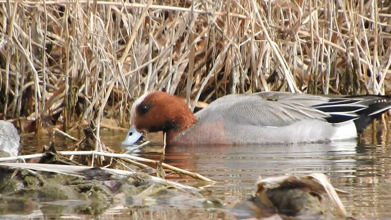 Peaceful Eurasian Wigeon Floating on Calm Water【癒しのカモ】