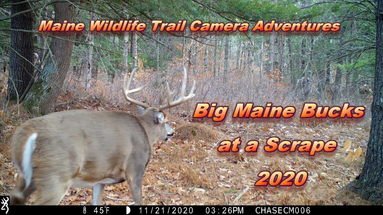 Maine Wildlife Trail Cam Adventures - BIG Maine Bucks at a Scrape 2020 ~