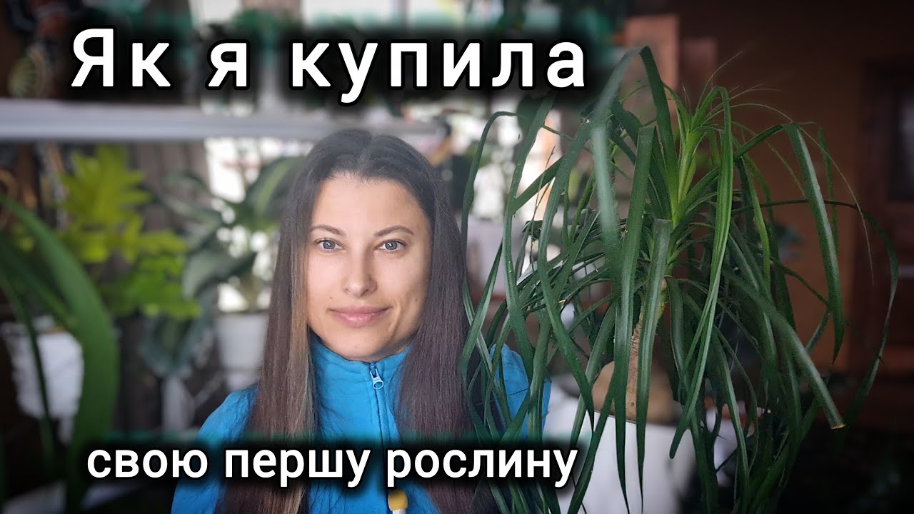 Перша рослина в моїй колекції або з кого все почалося. Рослини залишились без світла.
