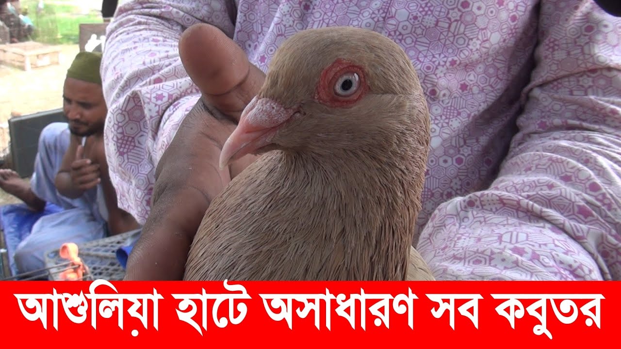 আশুলিয়া হাটে মনসুর ভাইয়ের অসাধারণ সব কবুতর