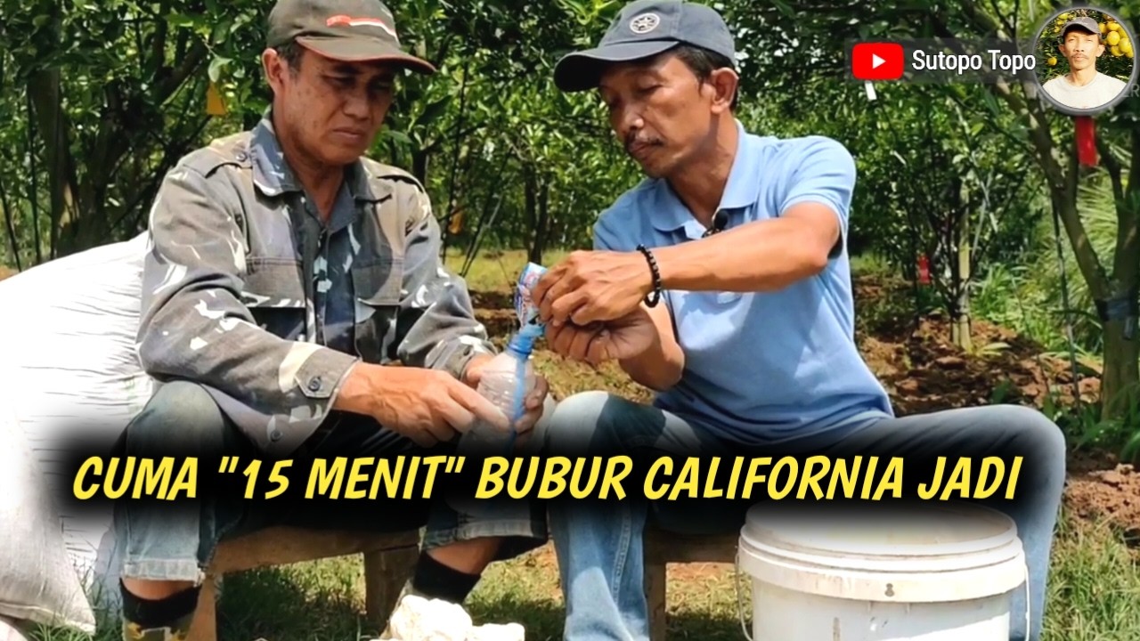CARA PALING CEPAT MEMBUAT FUNGISIDA BUBUR KALIFORNIA