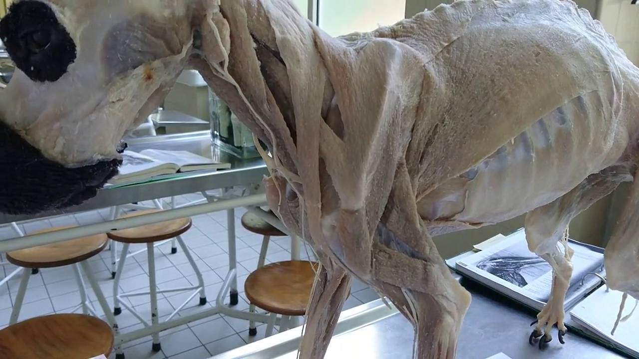 Schultergürtelmuskulatur Hund am Plastinat