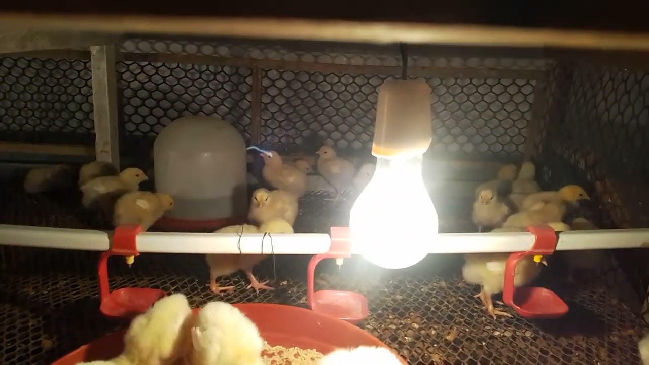 ضبط حراره وتهويه ورطوبه الفراخ البيضا مع جدول اوزان