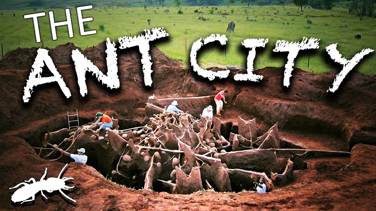 The Ant City | Suburban Pest Management