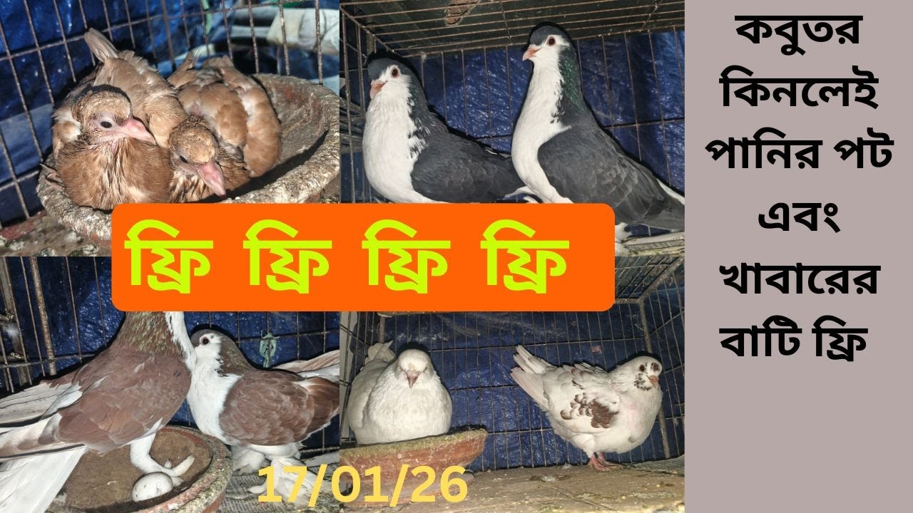 কবুতর কিনলেই পানির পট এবং খাবারের বাটি ফ্রি ফ্রি ফ্রি ফ্রি