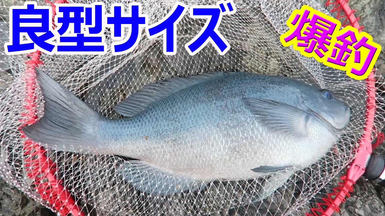 朝から良型グレが連発！！　　大分県 深島の中のハエ