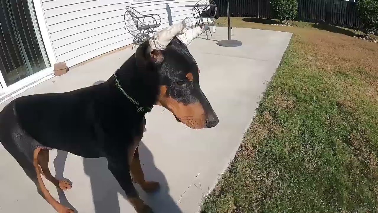 Back Yard [Episode 2,041]