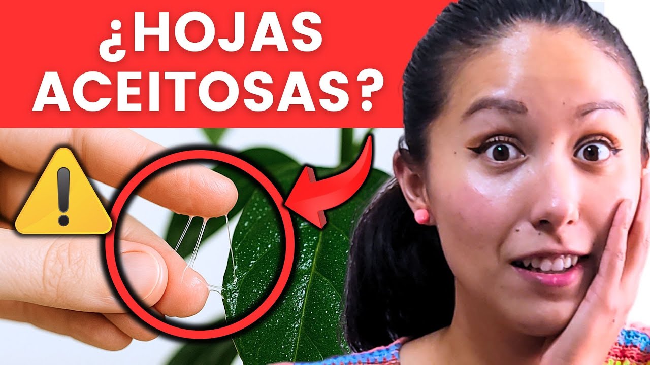 ¿Tus hojas están pegajosas o aceitosas? Descubre el motivo y cómo eliminarlo paso a paso