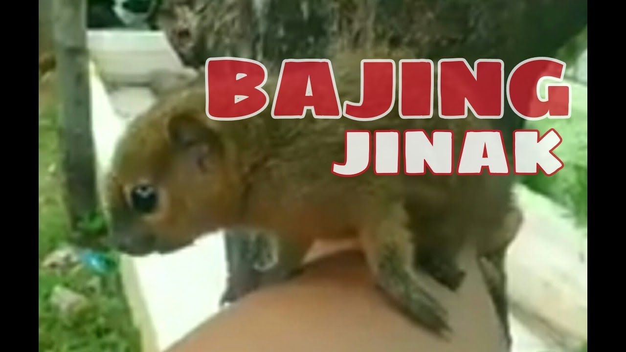 BAJING  JINAK - BAJING LONCAT