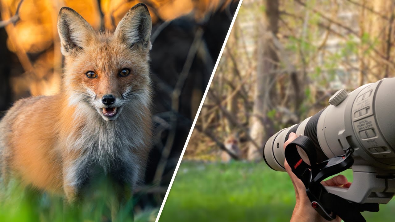 How I Photographed Wild Fox Pups for the First Time