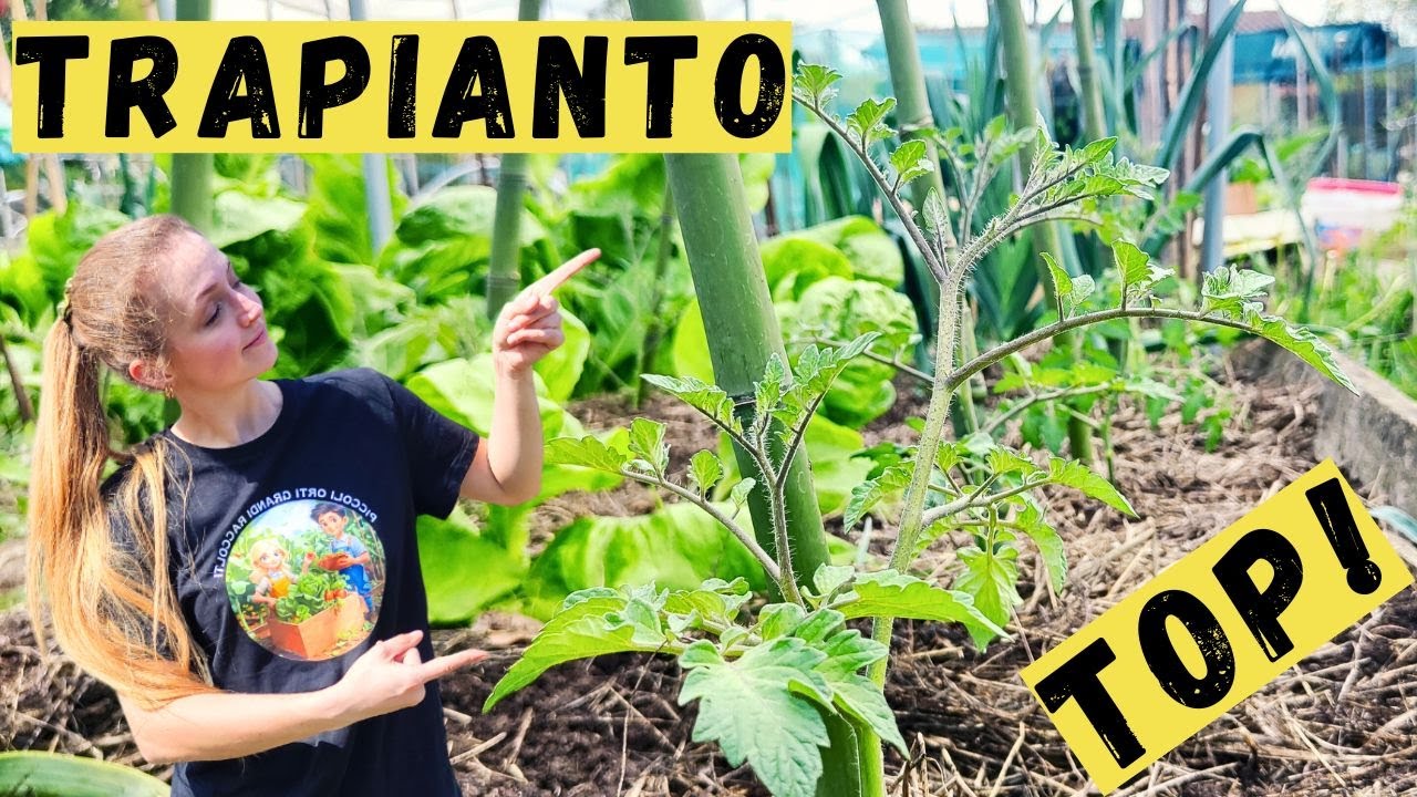 Come TRAPIANTARE i POMODORI: 3 METODI a confronto!