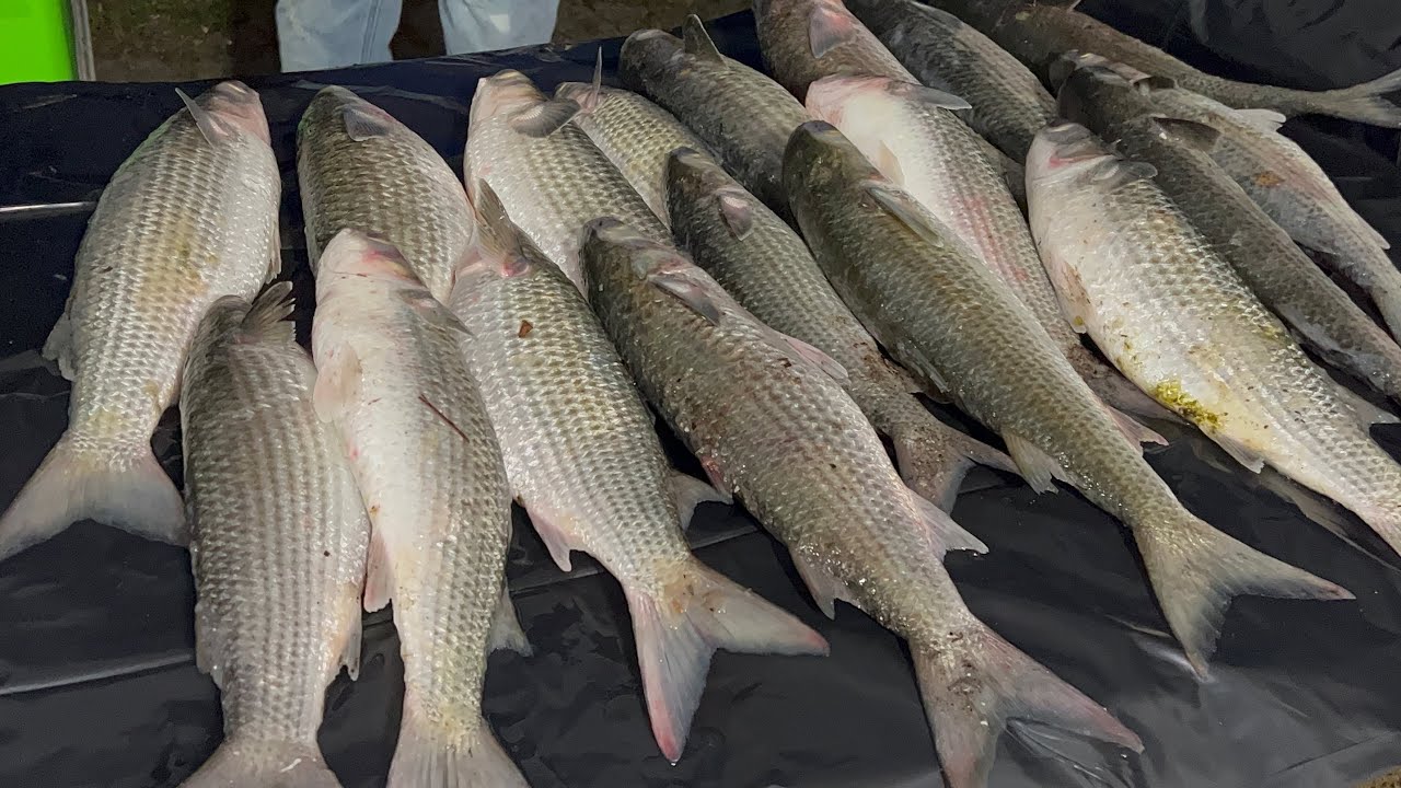 Catching some jumbo mullet in Cedar Keys