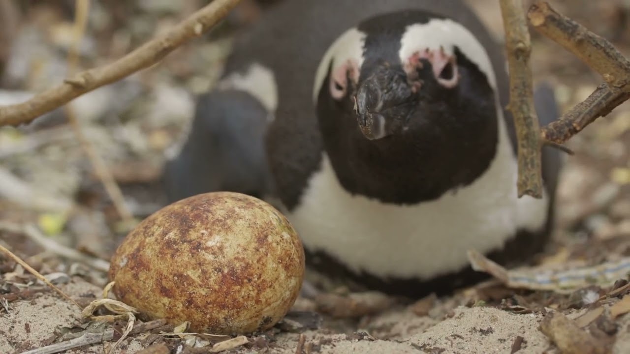 Most Endangered Antarctic Species