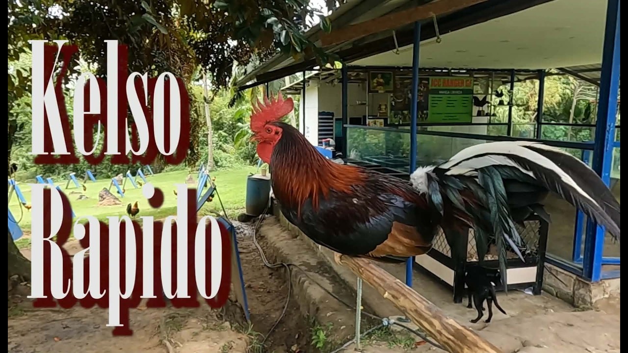 EP696: Ang mga Kelso sa JCC Game Farm