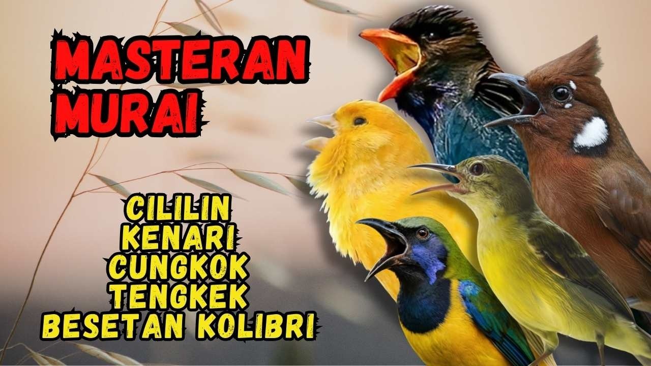 Masteran Murai Isian Cililin, Kenari, Cungkok, Tengkek, Besetan Kolibri
