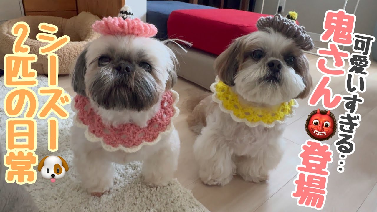 [シーズー多頭飼い]雪さんぽ🐾/ワンプロ&トリミング/我が家の鬼さん👹/日常