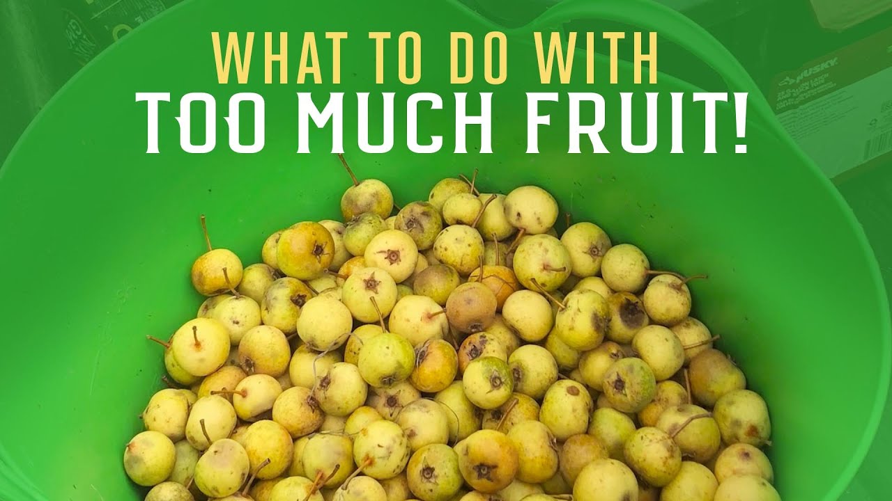 Introducing Rootwell Farm and Pear Cider Making