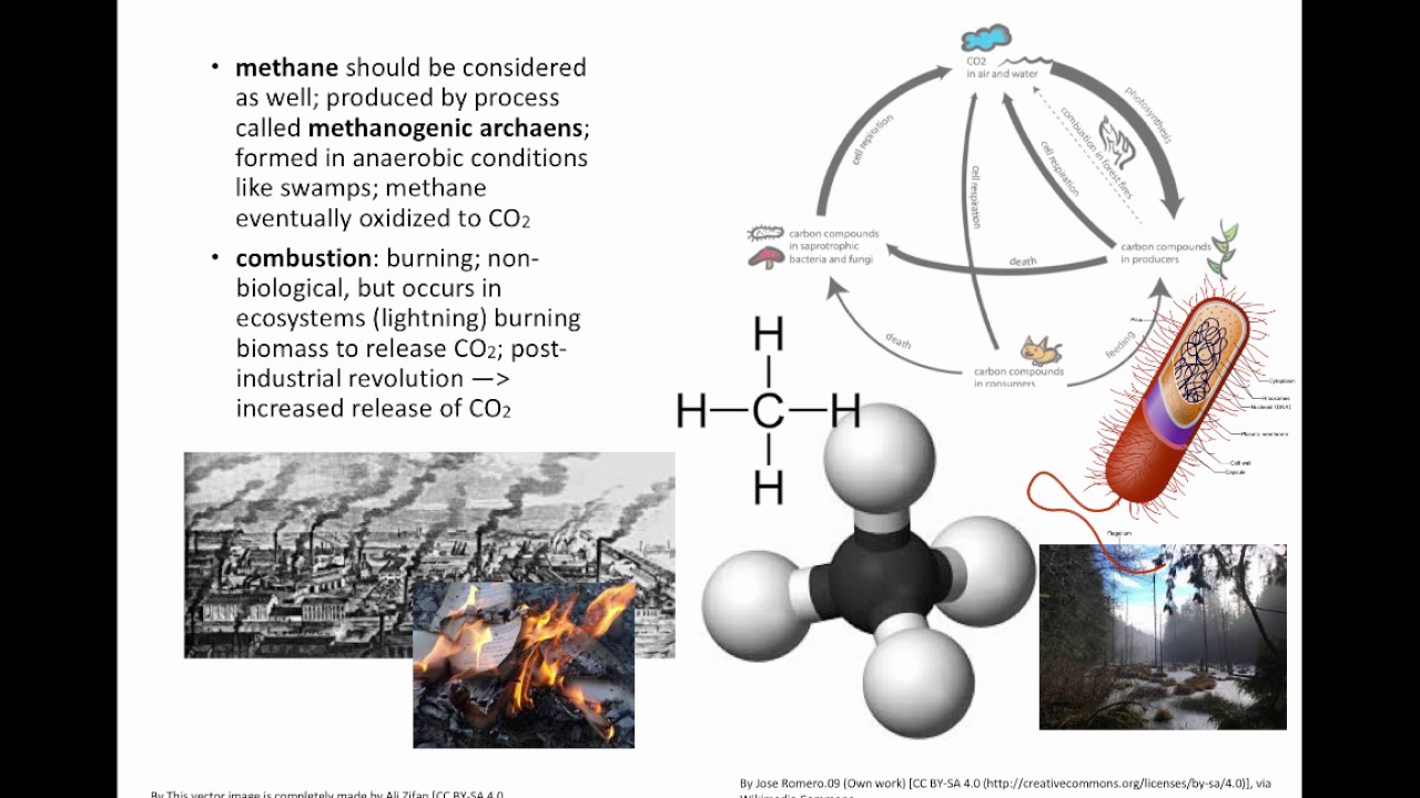 Carbon Cycling (Part 2) (IB Biology)