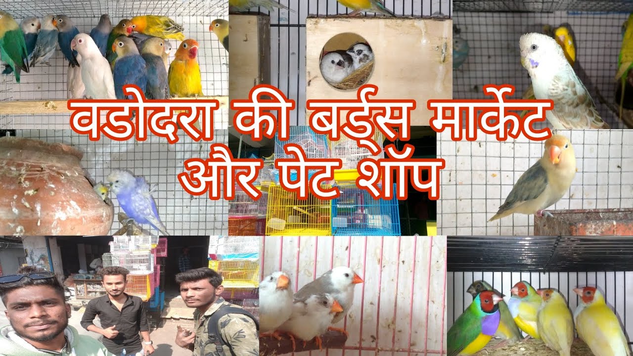 Bird's Market Of Vadodara || Vadodara Ki Bird's Market 🕊️ Vlog#vadodara#ahmedabadlovebirds #gujrat
