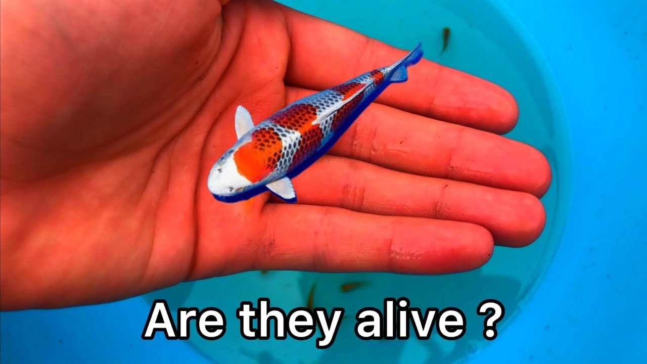 Update on the 1000s of Kujaku Koi Fry. Uk Koi pond breeding project
