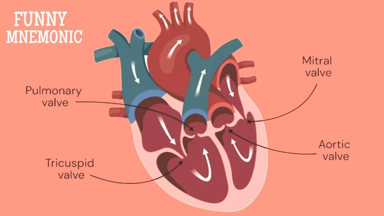 Valves of the Heart | EASY Mnemonic for Learning & Memorizing the Different Valves of the Heart