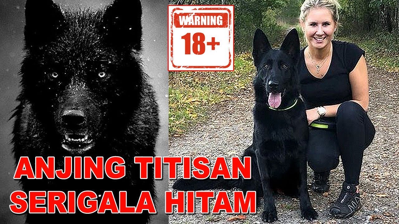 ANJING TITISAN SERIGALA HITAM - GERMAN SHEPHERD ALL BLACK