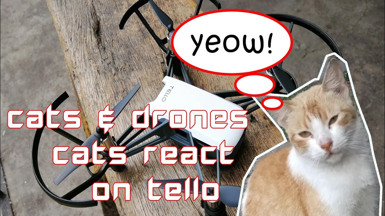 Cats & Drones - Cats React on Tello