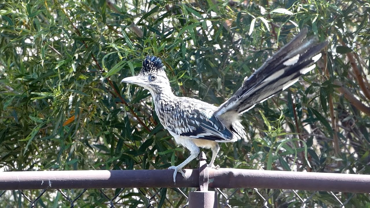 Road Runners Hunt & Drink In Our Back Yard, Rabbits Fight Back