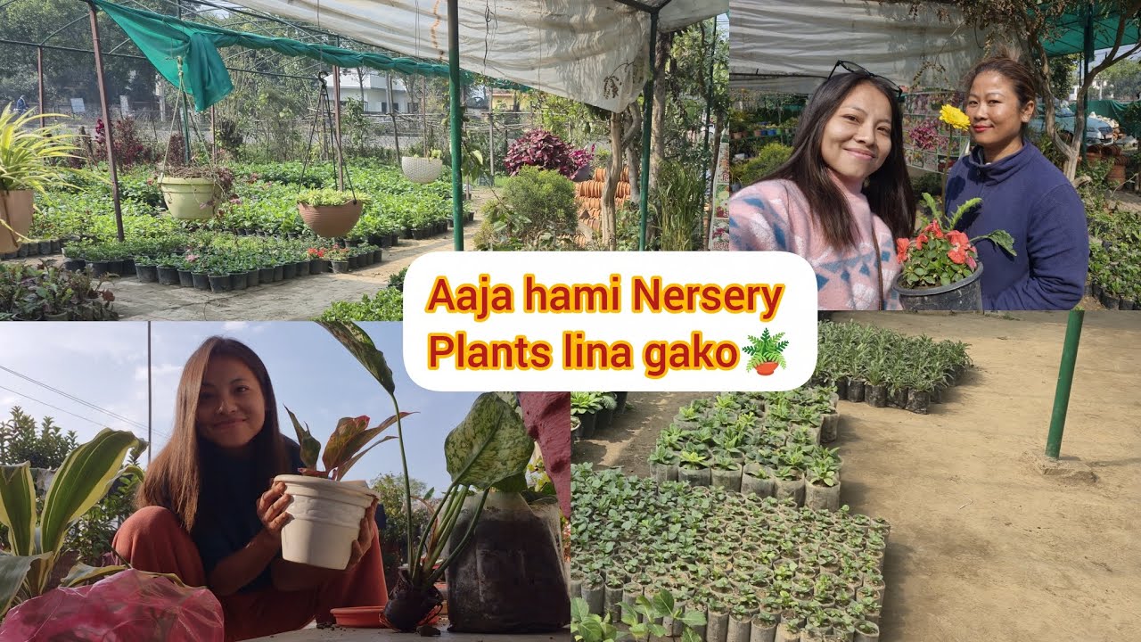 Aaja didi sanga Nursery plants lina gae🪴😊 #amritagm45 #plantation#viral#vlog