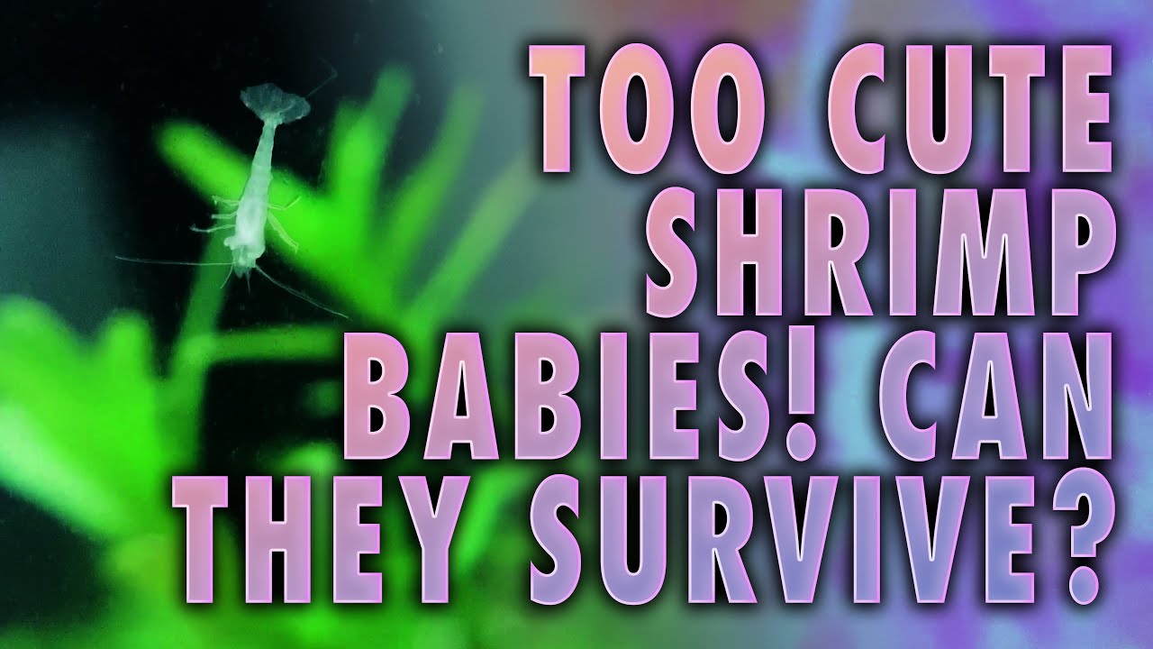 These Babies Are Too Cute: More Of My Dwarf Shrimp Eggs Hatch