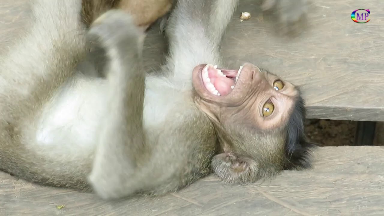 Adorable Cute Baby DoDo wreastling with his friend,Looking very happy