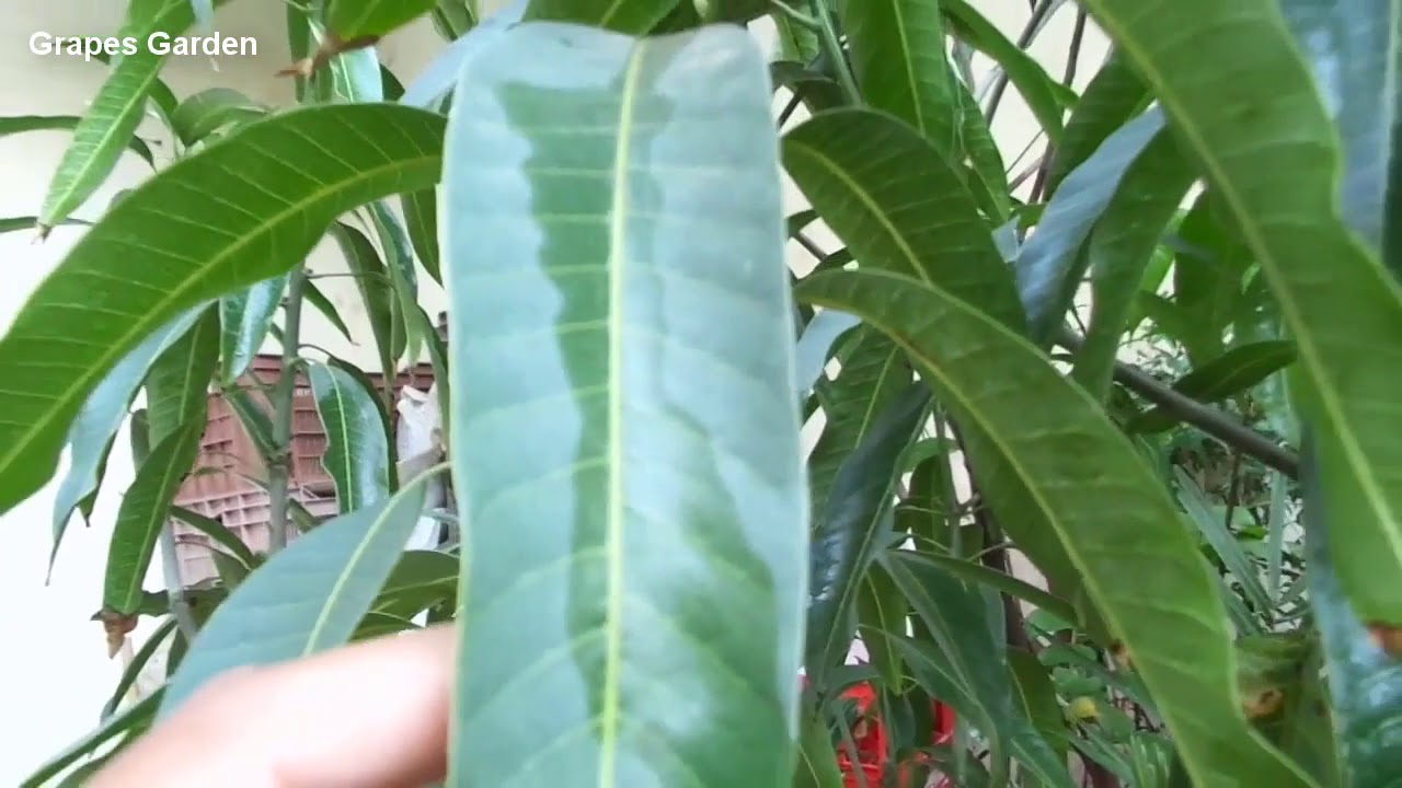 How to Find Mango Variety By Its Leaves (Chaunsa, Anwar Ratol, Sindhri, Dusehri)