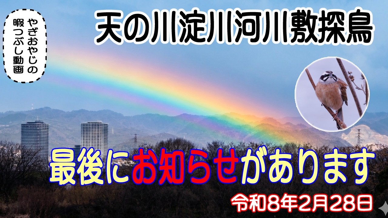 暖かくなってきたけど、冬鳥たちはまだ旅立ちませんよね？【天の川淀川河川敷探鳥】