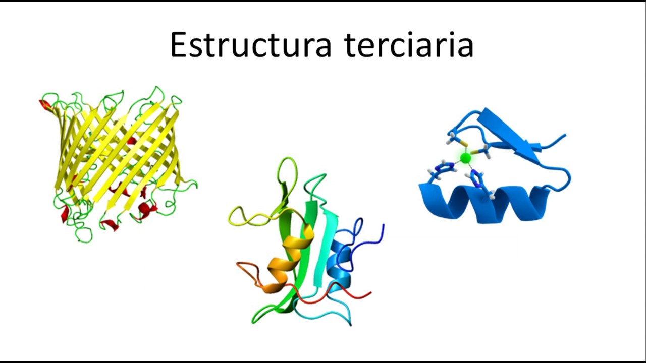 Bioqu&iacute;mica | Estructura primaria, secundaria, terciaria y cuaternaria de las prote&iacute;nas
