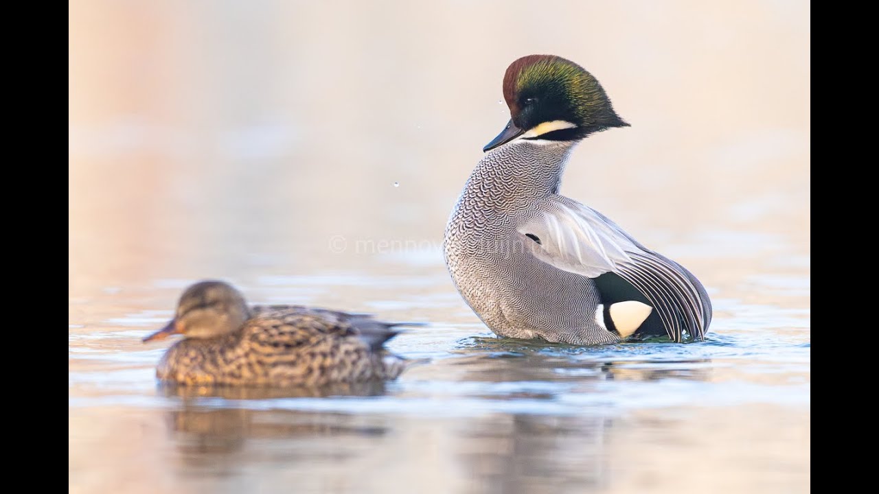 Bronskopeend, Falcated Duck, Mareca falcata at Benthuizerplas, Zoetermeer, The Netherlands