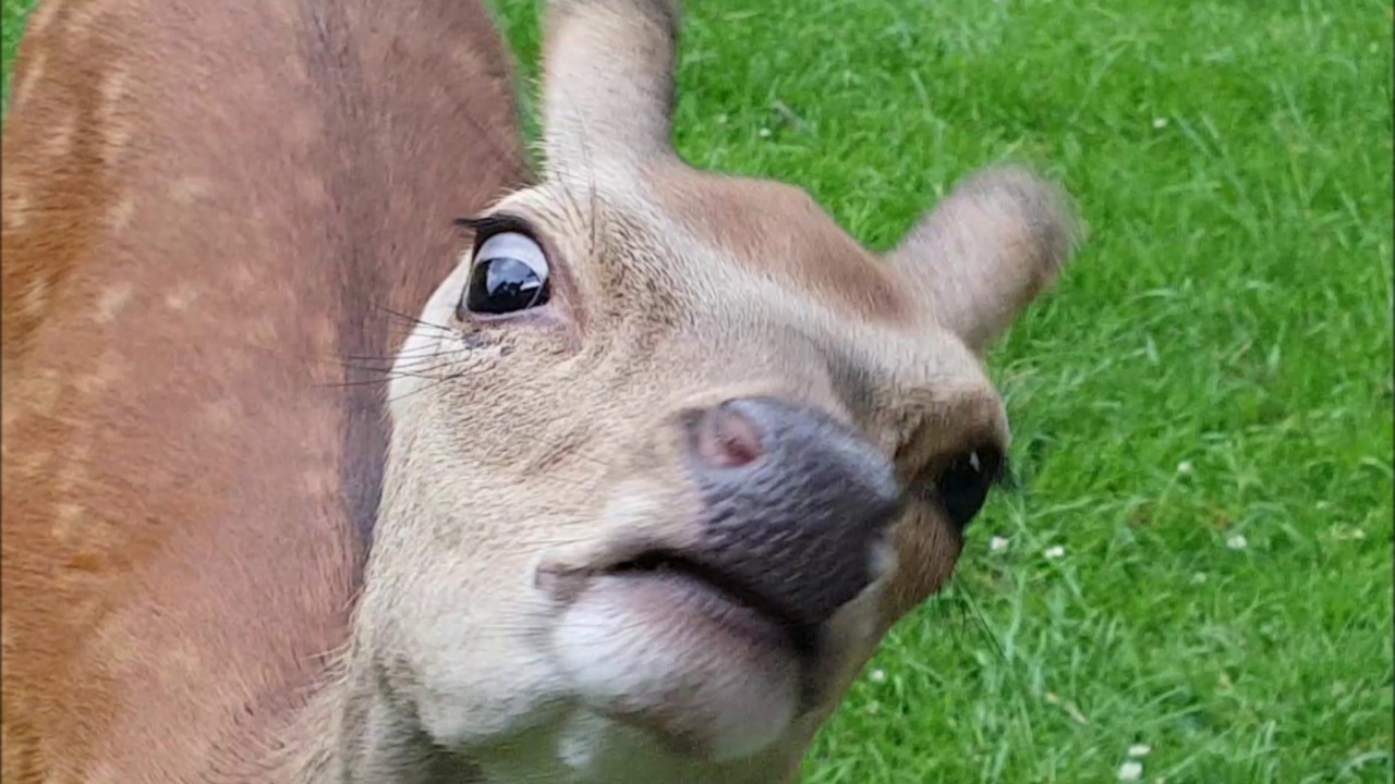 Im Wildpark von Warstein  (Bilsteinh&ouml;hle)