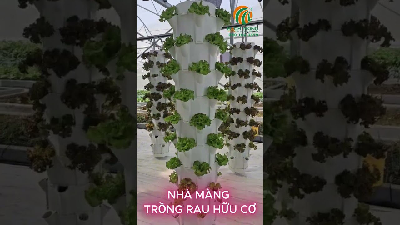 NHÀ MÀNG CÔNG NGHỆ CAO TRỒNG RAU HỮU CƠ HIỆU QUẢ CAO