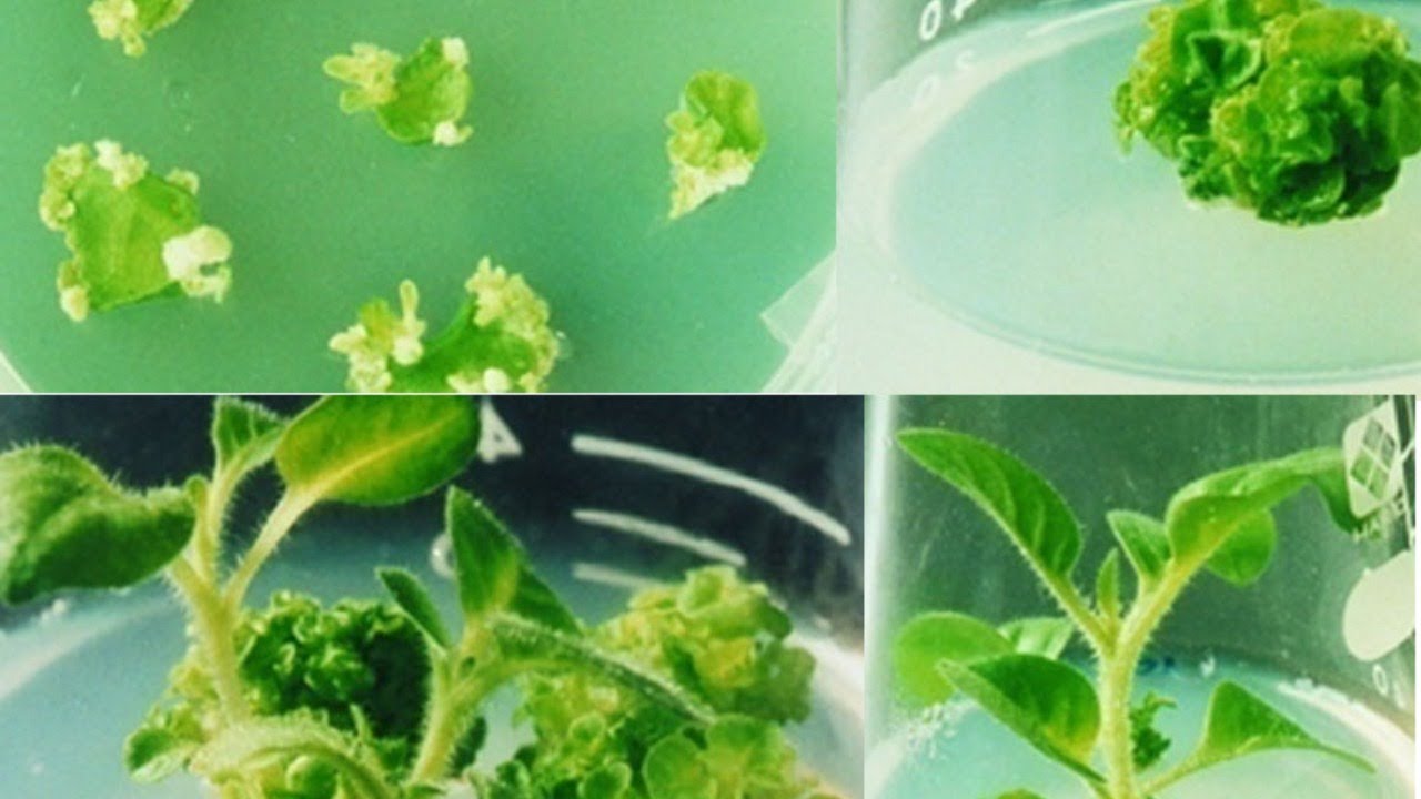 Basic Concepts of Plant tissue culture   (E-course on plant tissue culture)