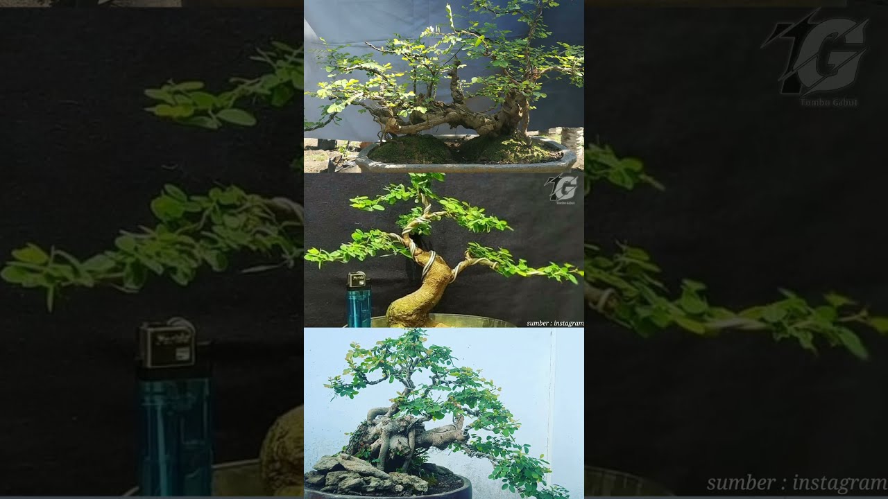 inspirasi bonsai ileng ileng || bonsai mangsian terbaik || bonsai terbaik || 