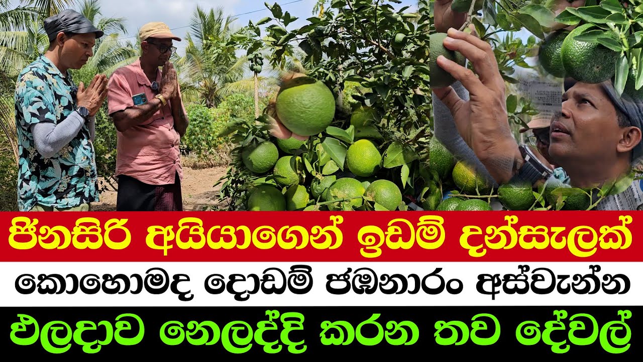 Golden Harvest of Juicy Oranges | A Hero Who Donates Land to the Poor