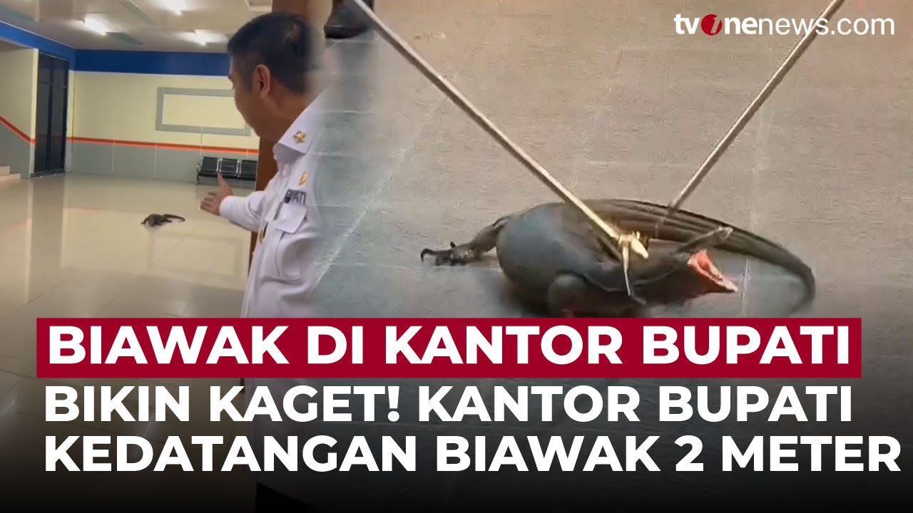 Petugas Damkar Evakuasi Biawak 2 Meter yang Masuk ke Kantor Bupati Maros | OneNews Update