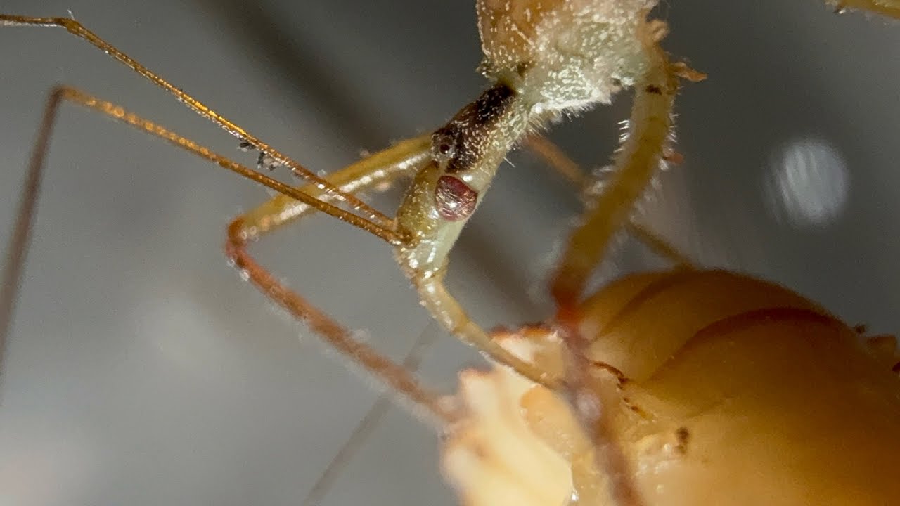 Zelus renardii（Assassin Bug ）feeding
