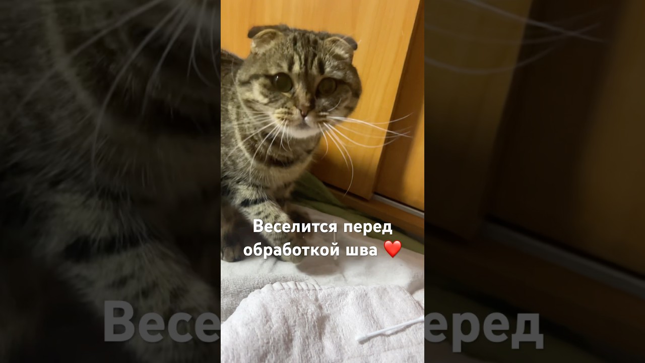 #cat #kitten #позитив #красиваякошка #котик #прикольныекоты #котики #shorts