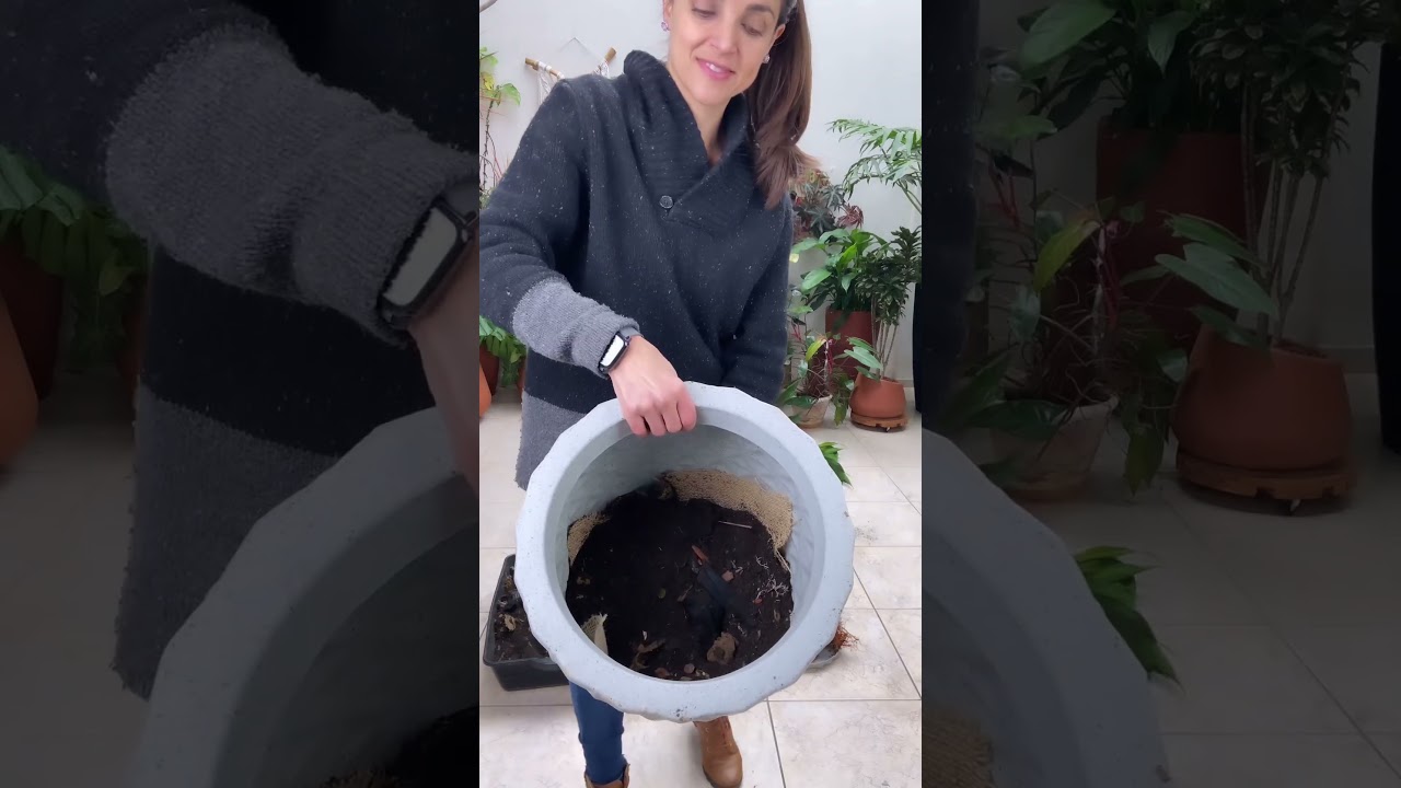 Como PLANTAR qualquer PLANTA 🌱