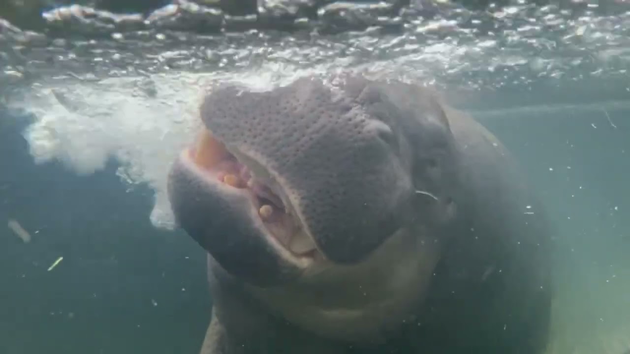 【神戸どうぶつ王国】コビトカバ タムタム 2024年 初夏